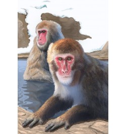 Japanese Macaque (24x36 Giclee Gallery Art Print, Vivid Textured Wall Decor) $22.50 Totes